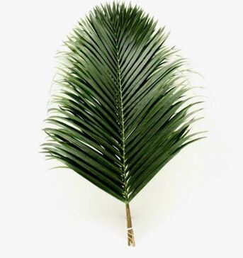 New York, Farm/Garden, Buy Palm Tree Fronds For Crafts, Events, And Decorations