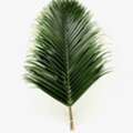 Buy Palm Tree Fronds For Crafts, Events, And Decorations