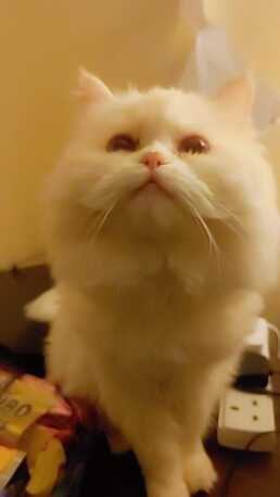 Jeddah, Pet Supplies, SAR 1000,  Himalayan Snow White Female Premium Quality With Passport For Sale Very Law Price