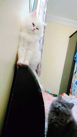 Jeddah, Pet Supplies, SAR 1000,  Himalayan Snow White Female Premium Quality With Passport For Sale Very Law Price