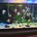 SAR 800,  Fish Aquarium With Fishes