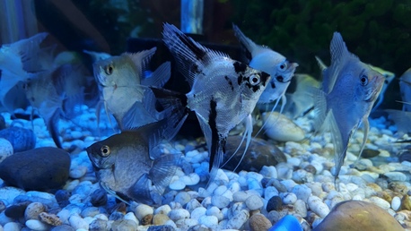 Al Adama, Pet Supplies, SAR 800,  Fish Aquarium With Fishes