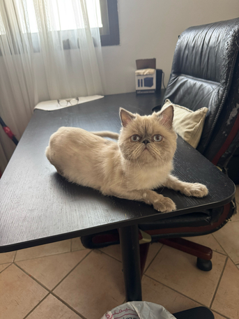 Jeddah, Pet Supplies, Two Male Cats