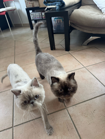 Jeddah, Pet Supplies, Two Male Cats
