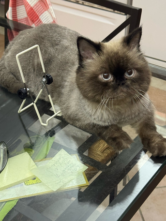Jeddah, Pet Supplies, Two Male Cats