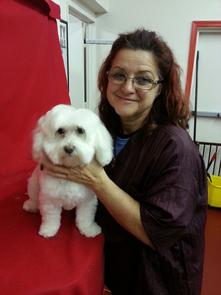 New York, Pet Sitting, Pooper Scooper For Dogs
