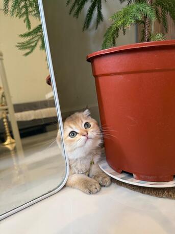Dhahran, Pet Supplies, SAR 3000,  Scottish Fold