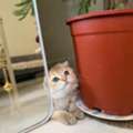 SAR 3000,  Scottish Fold