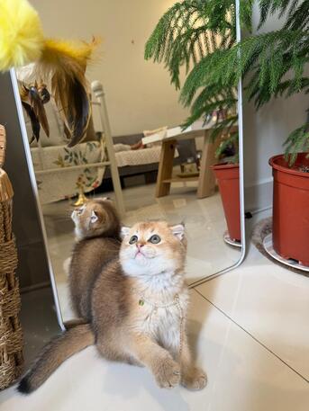 Dhahran, Pet Supplies, SAR 3000,  Scottish Fold