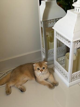 Dhahran, Pet Supplies, SAR 3000,  Scottish Fold