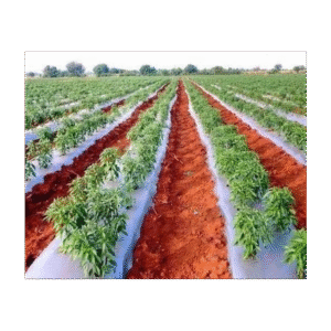 Mumbai, Materials, Agriculture Mulch Sheet Buy - Shramik Krishi Kendra