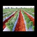 Agriculture Mulch Sheet Buy - Shramik Krishi Kendra