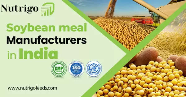 Mumbai, Health & Beauty Items, Soybean Meal Manufacturers In India