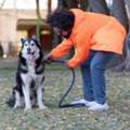 Dog Training Service In Bhubaneswar