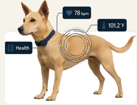 Bangalore, Pet Supplies, Smart Pet ID Tags For Dogs | TrackMyTail GPS Pet Tracking Device