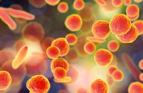 Hong Kong, Medical, Mycoplasma Testing Cell And Gene Therapy Products | Quality Assurance Services