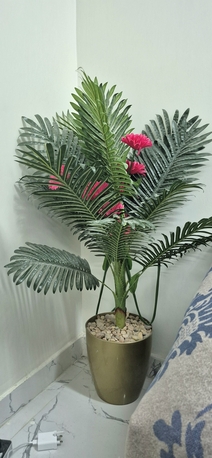 Riyadh, Household Items, SAR 50,  Palm Decor