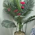 SAR 50,  Palm Decor