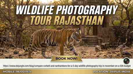 Jaipur, Travel, Capture The Wild: Your Ultimate Wildlife Photography Tour Rajasthan Guide