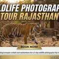 Capture The Wild: Your Ultimate Wildlife Photography Tour Rajasthan Guide
