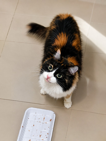 Riyadh, Pet Adoption, Playful Calico Cat Seeking A Loving Home