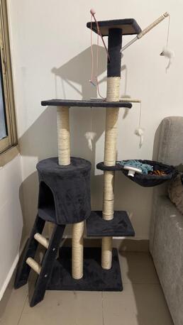 Riyadh, Pet Adoption, Playful Calico Cat Seeking A Loving Home