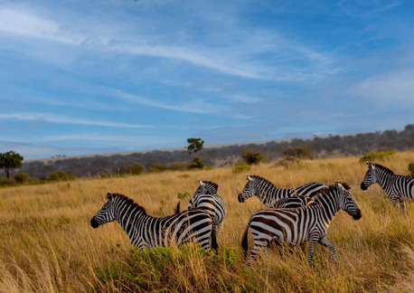 Dar es Salaam, Travel, Financial Plan Tanzania Safari Packages