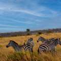 Financial Plan Tanzania Safari Packages