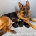 Exceptional Bloodlines And Quality Care Fleischerheim German Shepherds