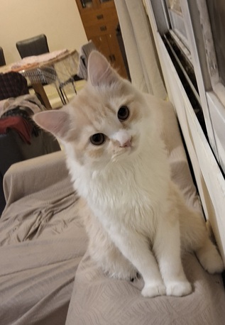 Al Faisaliyah, Pet Adoption, Free Cat Adoption