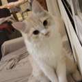 Free Cat Adoption