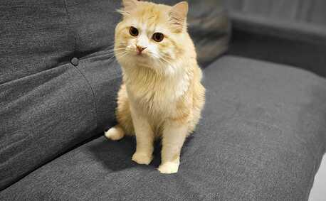 Al Faisaliyah, Pet Adoption, Free Cat Adoption