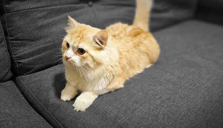 Al Faisaliyah, Pet Adoption, Free Cat Adoption