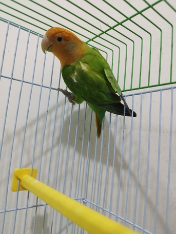 Jeddah, Pet Supplies, SAR 170,  Active Female Breeder Lovebird &ndash; Good For Pairing