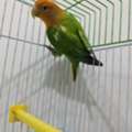 SAR 170,  Active Female Breeder Lovebird &ndash; Good For Pairing