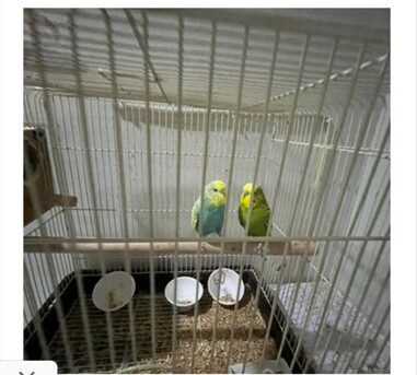 Jeddah, Free Items, SAR 300,  Health Birds Australian Buggies