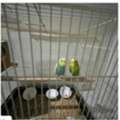SAR 300,  Health Birds Australian Buggies