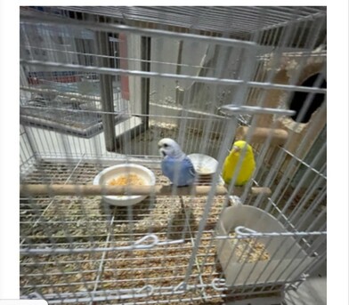 Jeddah, Free Items, SAR 300,  Health Birds Australian Buggies