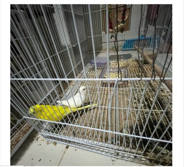 Jeddah, Free Items, SAR 300,  Health Birds Australian Buggies