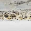 Can Mold Exposure Cause Thyroid Problems?