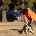 Dog Training Service In Nagpur