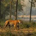 Adventure Wildlife Experiences India/kenya