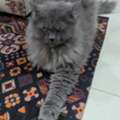 Free Pet Cat For Adoption