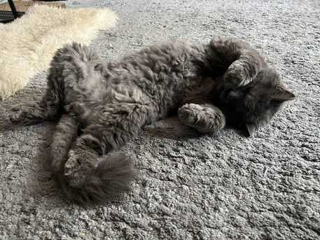 Manama, Pet Supplies, Free Pet Cat For Adoption