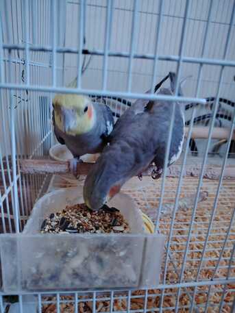 Dammam, Pet Supplies, SAR 400,  Cocketail Birds