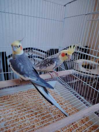 Dammam, Pet Supplies, SAR 400,  Cocketail Birds