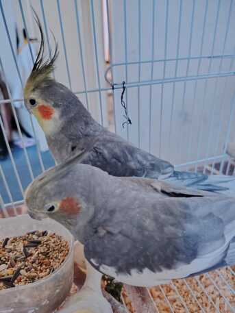 Dammam, Pet Supplies, SAR 400,  Cocketail Birds