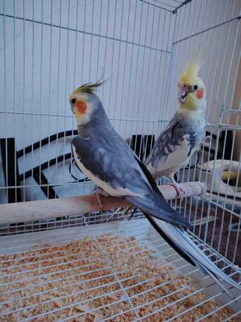 Dammam, Pet Supplies, SAR 400,  Cocketail Birds