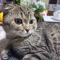 SAR 1,  Scottish Fold 1 Year Old Male For Adoption