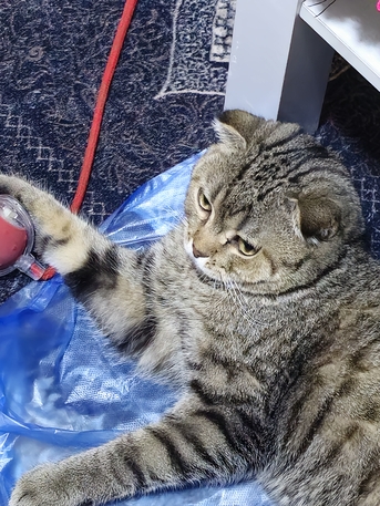 Dammam, Free Items, SAR 1,  Scottish Fold 1 Year Old Male For Adoption